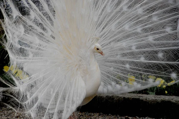 Paon Oiseau Animal Belles Plumes — Photo