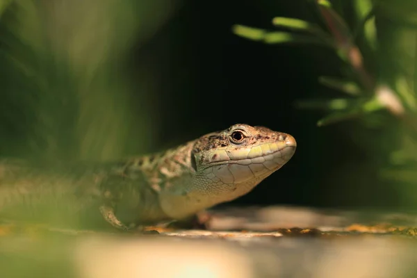 Perto Lagarto Habitat Conceito Selvageria — Fotografia de Stock