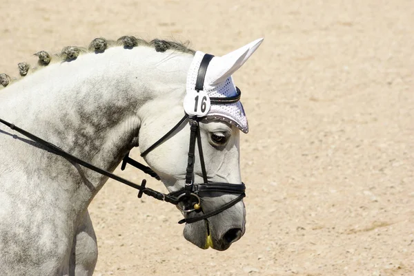 Bonito Cavalo Selvagem Natureza — Fotografia de Stock