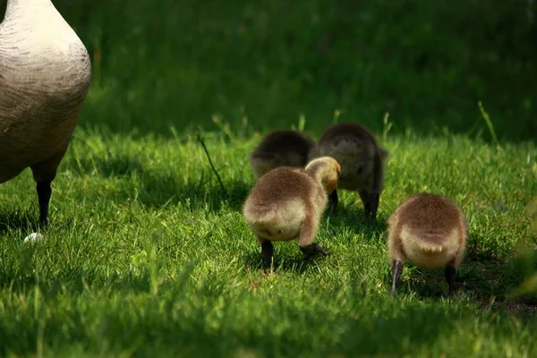 Vacker Utsikt Över Vacker Fågel Naturen — Stockfoto