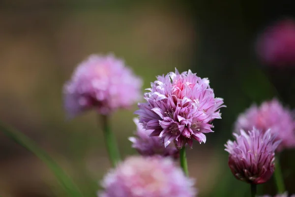 Flores Cor Rosa Jardim — Fotografia de Stock