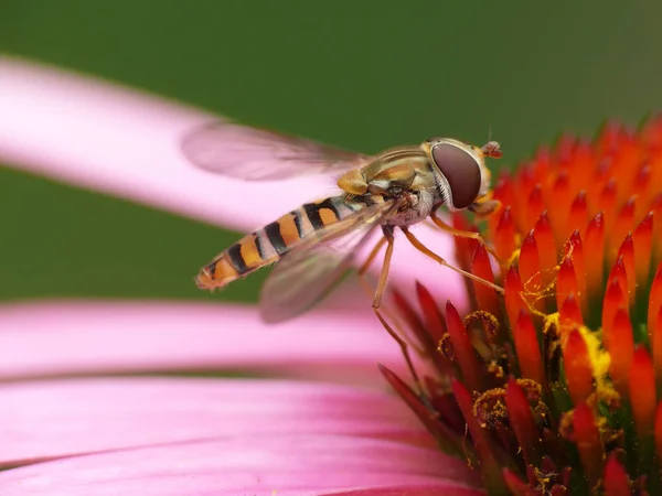 Hain Hover Fly Episyrphus Balteatus Echinacea Purpurea — Stok fotoğraf