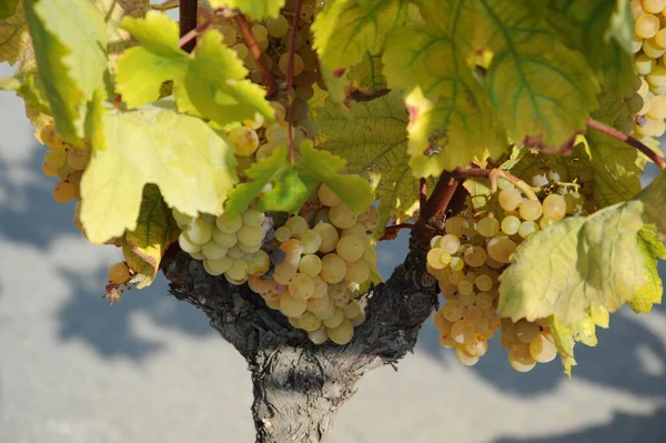 Viaje España Detalles Del Viñedo Maduración — Foto de Stock