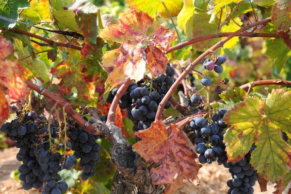 Viaje España Detalles Del Viñedo Maduración — Foto de Stock