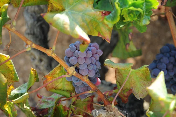 Espagne Rivière Vin Sur Fond Gros Plan — Photo