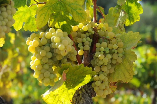 Racimos Uvas Frutas Alimentos — Foto de Stock