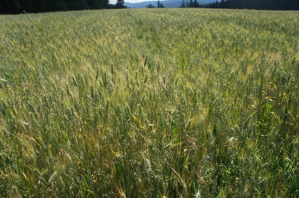 穀物畑を眺め — ストック写真