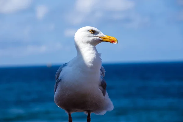 美丽可爱的海鸥鸟风景 — 图库照片