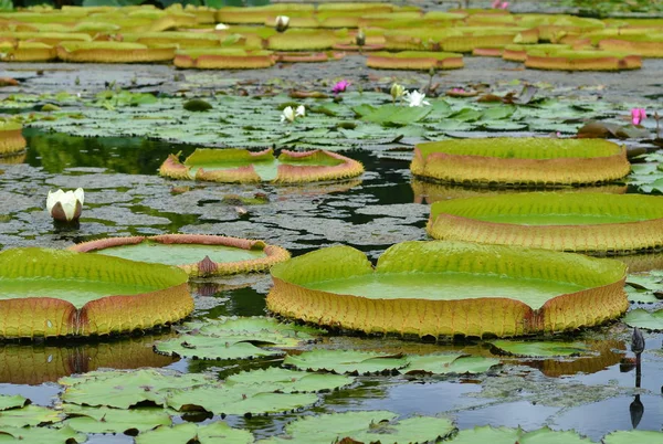 Waterlelie Lotusbloem — Stockfoto