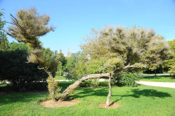 Ισπανία Valencia Πάρκο Πόλης — Φωτογραφία Αρχείου