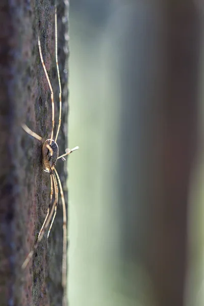 Örümcek Hayvan Korkunç Böcek — Stok fotoğraf