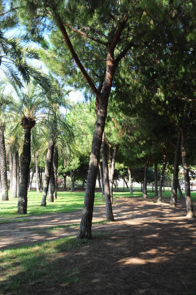 Spanyolország Valencia Városi Park — Stock Fotó