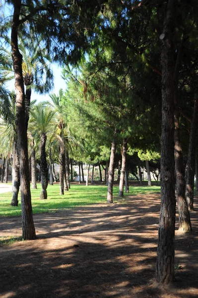 Španělsko Valencie Městský Park — Stock fotografie