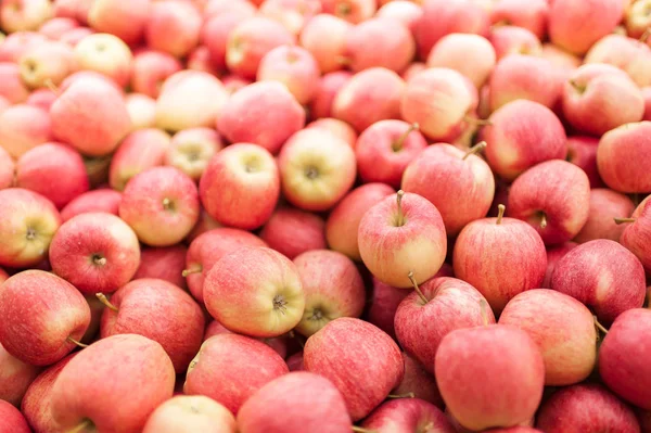 Spousta Čerstvých Jablek Gala Mělké Dof Zaměřením Stojící Jablko Zlaté — Stock fotografie