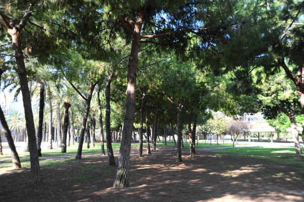 Spanya Valencia Şehir Parkı — Stok fotoğraf