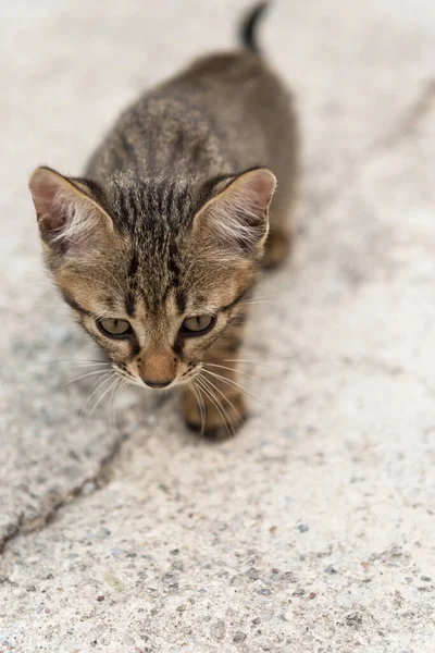 Pequeño Gato Sobrante Prudente —  Fotos de Stock