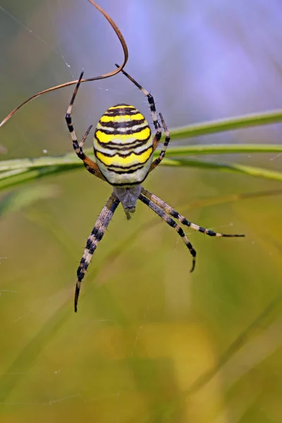 Zebraspinne Επικίνδυνη Αράχνη Στη Φύση — Φωτογραφία Αρχείου