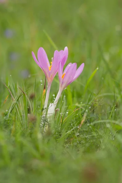 Azafrán Flores Azafrán Pétalos Primavera —  Fotos de Stock