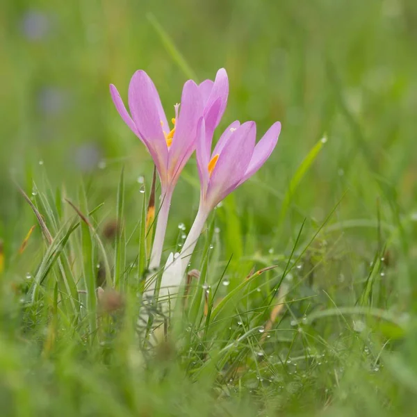 Azafrán Flores Azafrán Pétalos Primavera —  Fotos de Stock