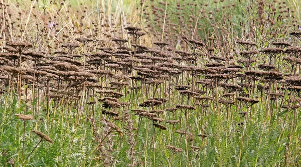 Guld Vitlök Achillea Filipendula Hybrid September — Stockfoto