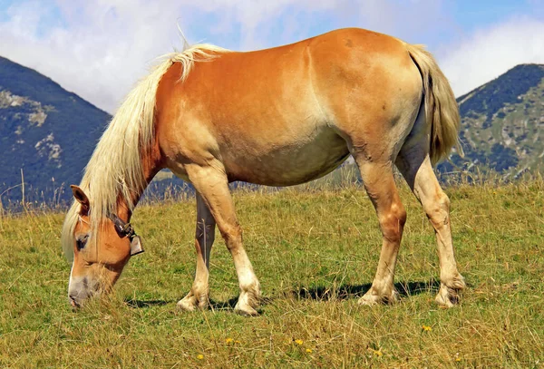 Хафлингер Племенной Конь Авелинское Животное — стоковое фото