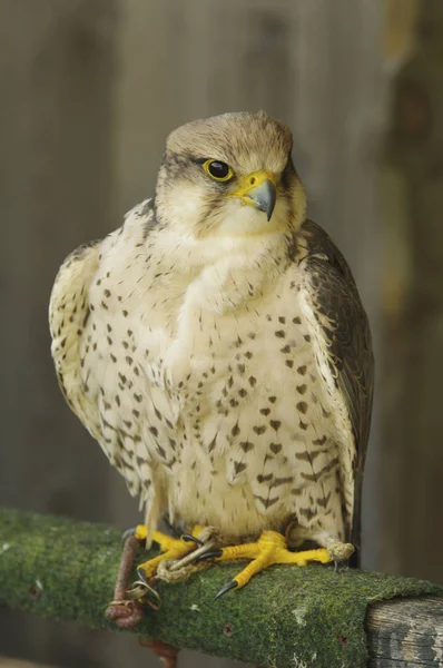 Bird Prey Lannerfalke — Stock Photo, Image