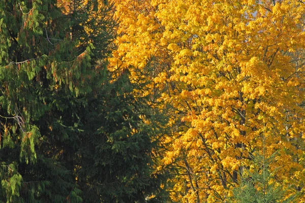 Pinheiro Verde Grande Árvores Vidoeiro Amarelas Nas Florestas Durante Outono — Fotografia de Stock