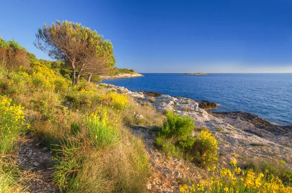 Brooms Istrian Coast — Stock Photo, Image