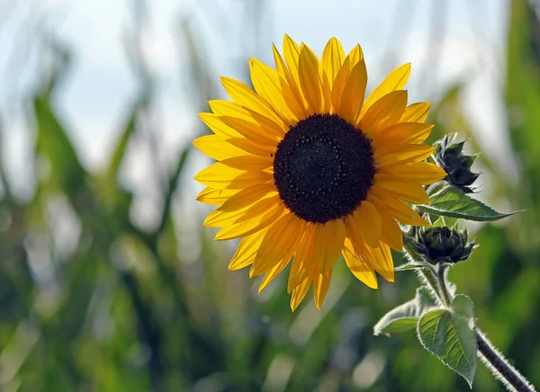 Tournesol Vue Rapprochée — Photo