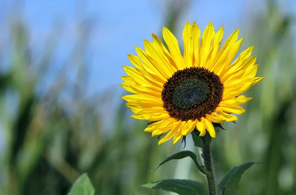 Tournesol Vue Rapprochée — Photo