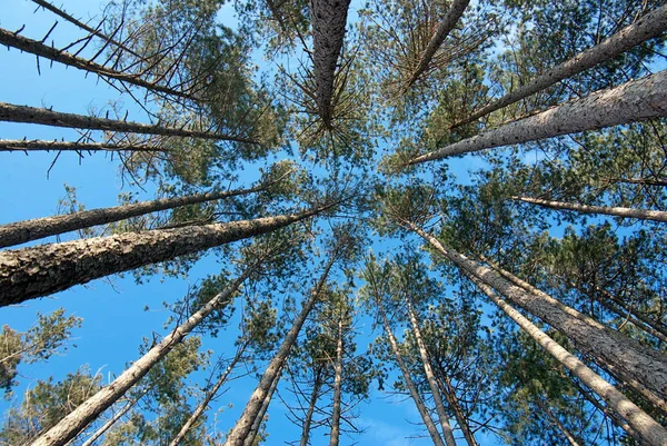 Pohled Vysoké Stromy Zdola Modré Nebe — Stock fotografie