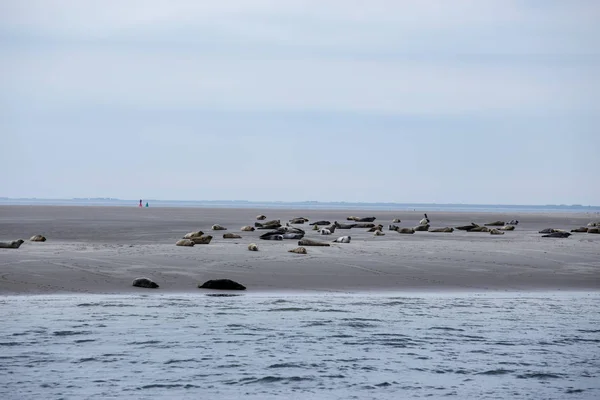 seals animals, marine mammal