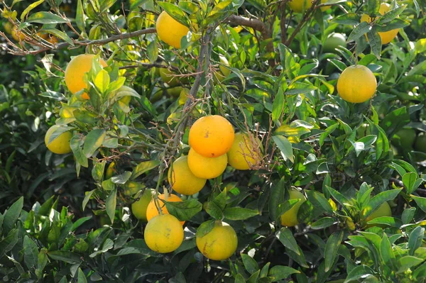 Апельсины Фрукты — стоковое фото