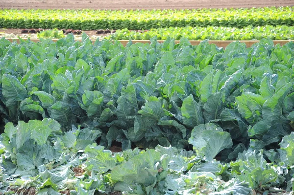 White Cabbage Field — Stock Photo, Image