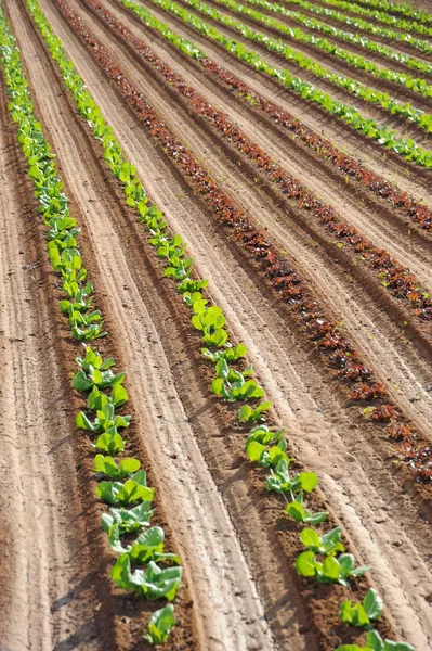 Hiszpania Zielony Salat Polu — Zdjęcie stockowe