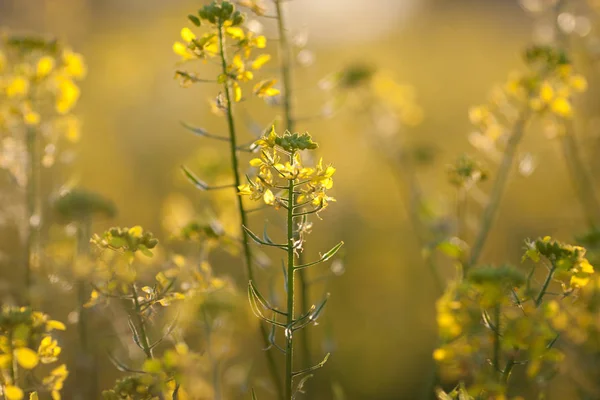 Vackra Blommor Blommigt Koncept Bakgrund — Stockfoto