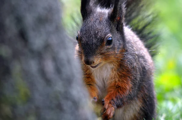 Animale Scoiattolo Mammifero Roditore — Foto Stock