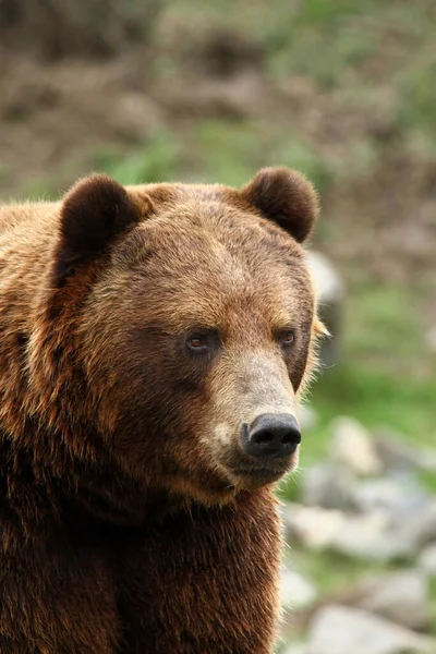 Коричневий Ведмідь Лісі — стокове фото