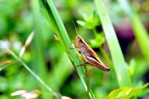 Insecte Sauterelle Insecte Prieur Invertébré — Photo