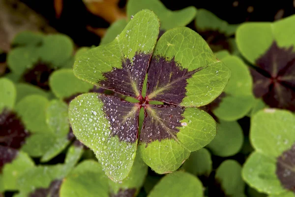 Piękne Botaniczne Ujęcie Naturalna Tapeta — Zdjęcie stockowe