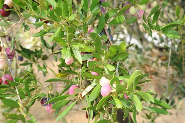 Spanje Olijven Boom — Stockfoto