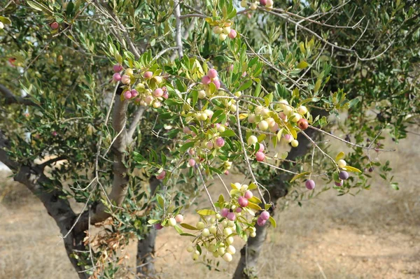 Spain Olive Tree — Stock Photo, Image
