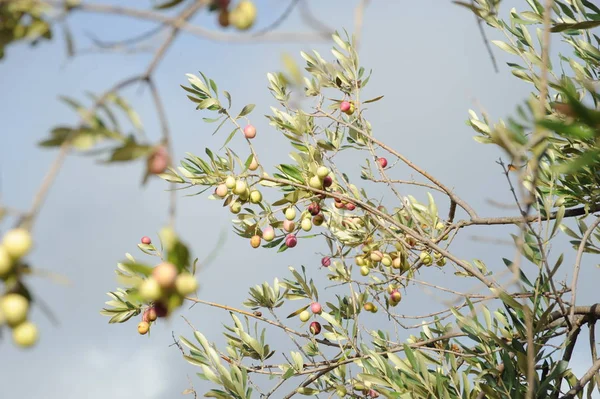 Spanien Oliven Baum — Stockfoto