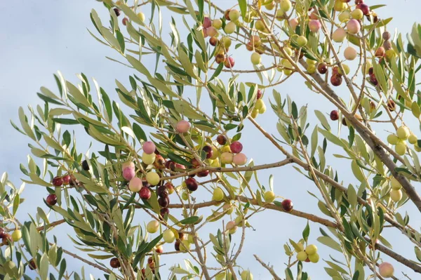 Espanha Azeitonas Árvore — Fotografia de Stock