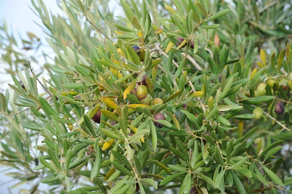 Spanien Olivenbaum Bei — Stockfoto