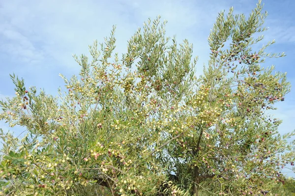 Spanien Olivenbaum Bei — Stockfoto