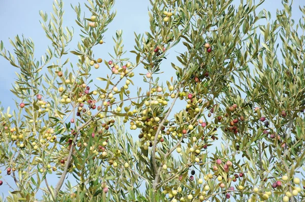 Spanien Oliven Auf Dem Baum — Stockfoto