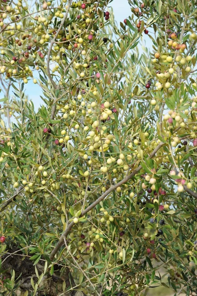 Испания Оливки Дереве — стоковое фото