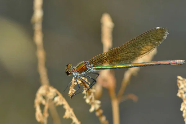 Odonate Libellule Dans Flore Naturelle — Photo