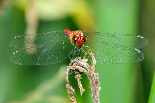 Odonata Dragonfly Nature Flora — стоковое фото